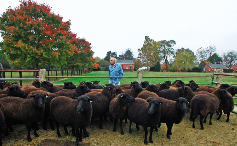 The Beautiful Black Welsh Mountain Sheep Countryside